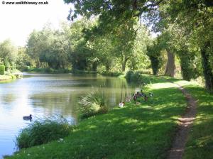 The River Wey near Bellfields